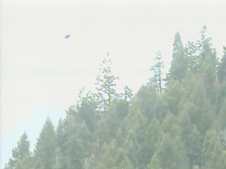 Ptak czy UFO?