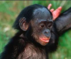 Bonobo w zagrożeniu