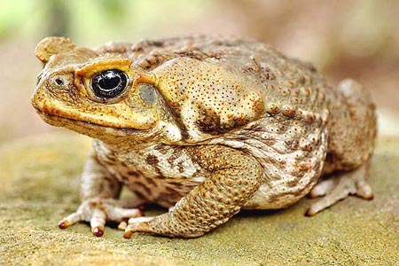 Wybuchowe ropuchy