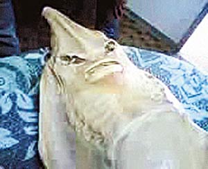 Zjedli kosmitę