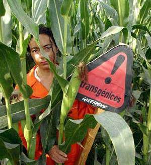 SDPL i GMO