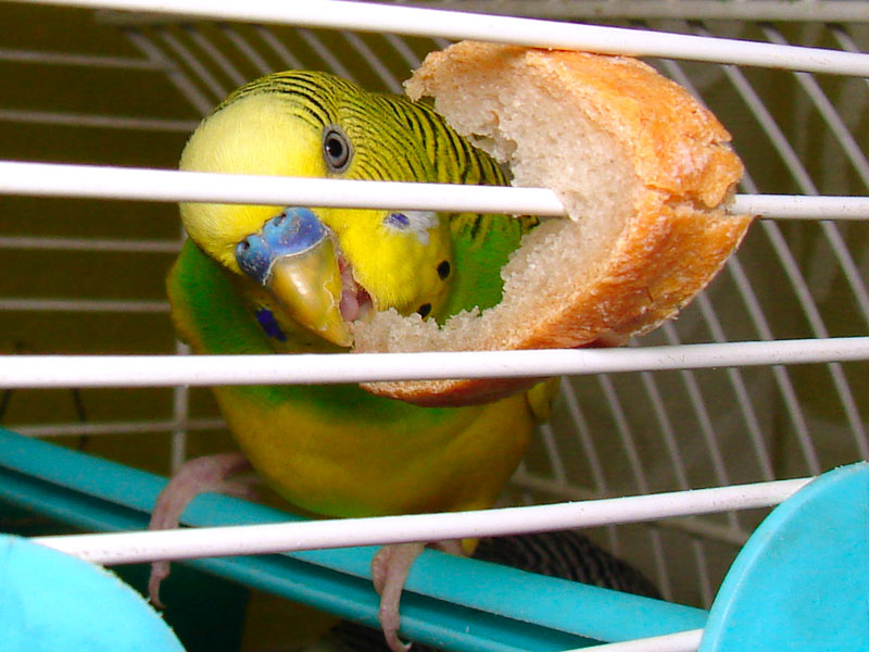 TRZY zeta netto