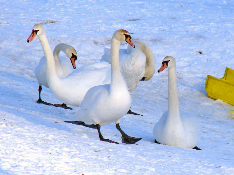 U łabędzi z Torunia wykryto H5N1
