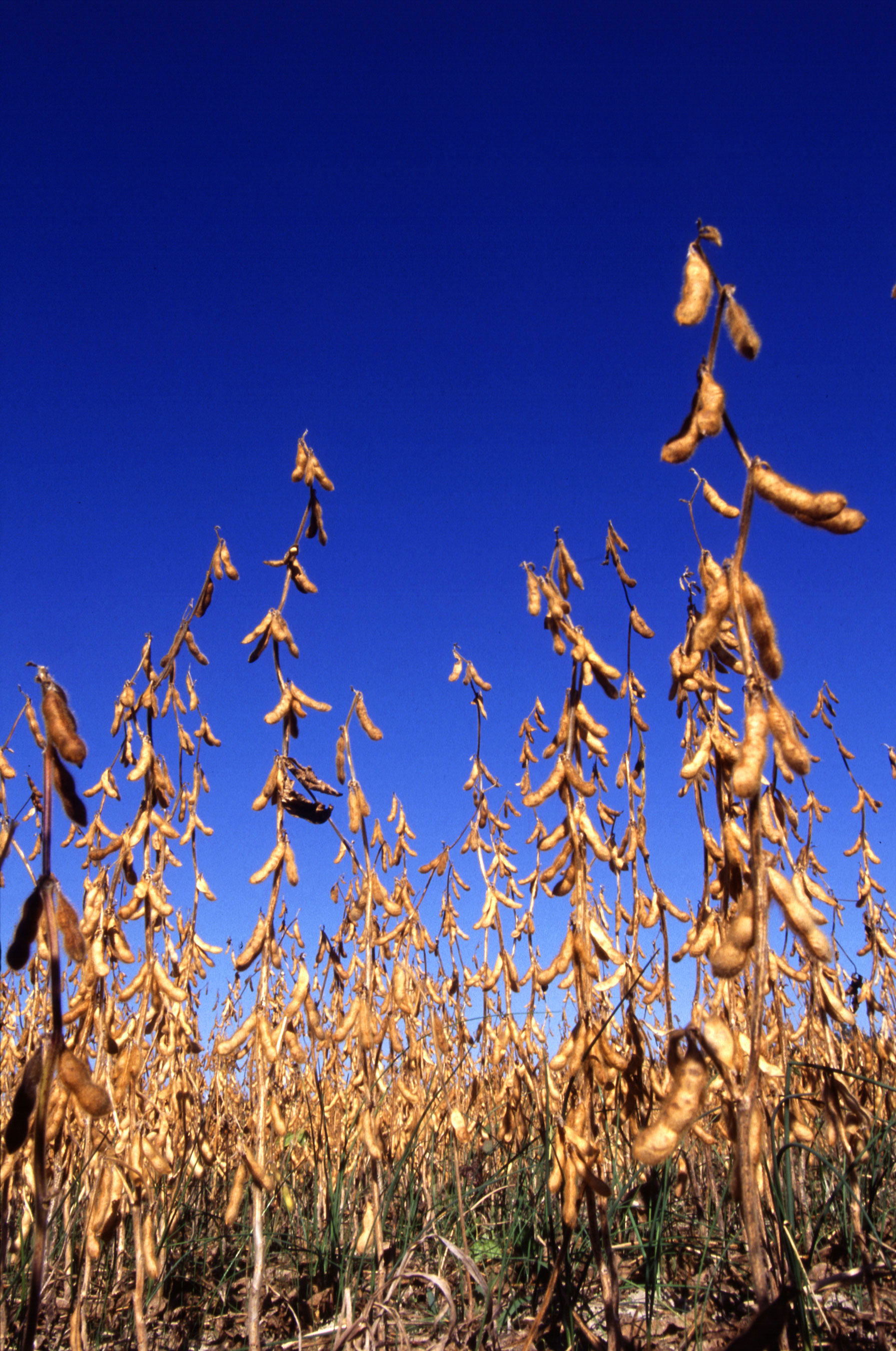 Polska ZGODA na GMO