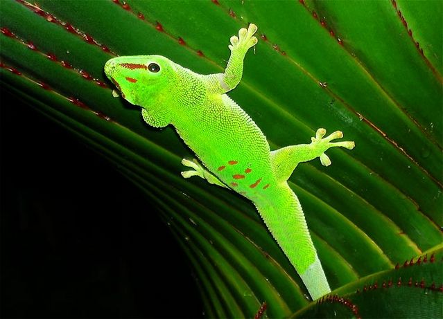 Synthetic Gecko