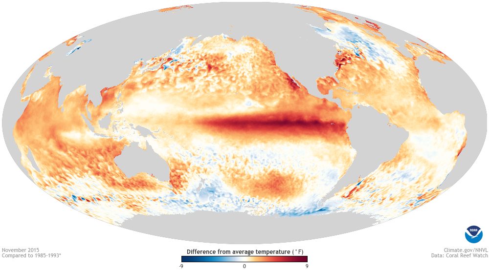 Anomalie temperatury powierzchni oceanu podczas silnego El Niño. Ciepły pas wzdłuż równika na Pacyfiku przestawia cyrkulację nad Atlantykiem. Fot. NOAA / Wikimedia Commons, domena publiczna